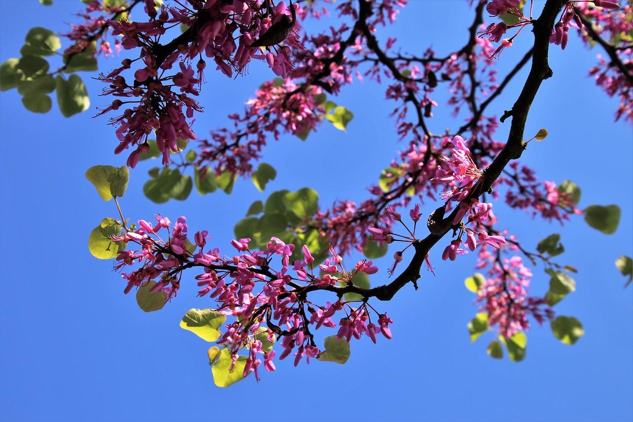 4. 枝条病害防治