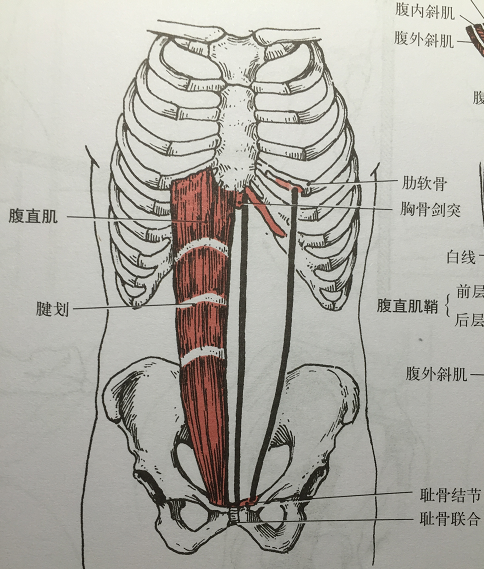 卷腹和普通的仰卧起坐有什么区别
