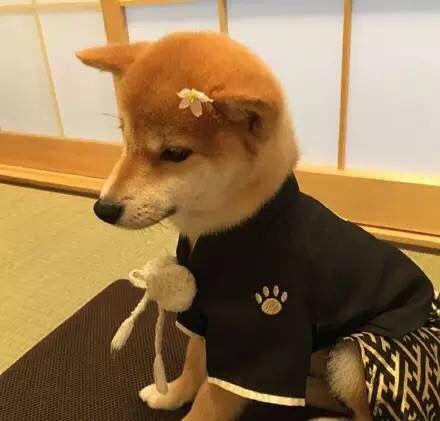 柴犬怎么养向往优宠宠物课堂柴犬哪里买好