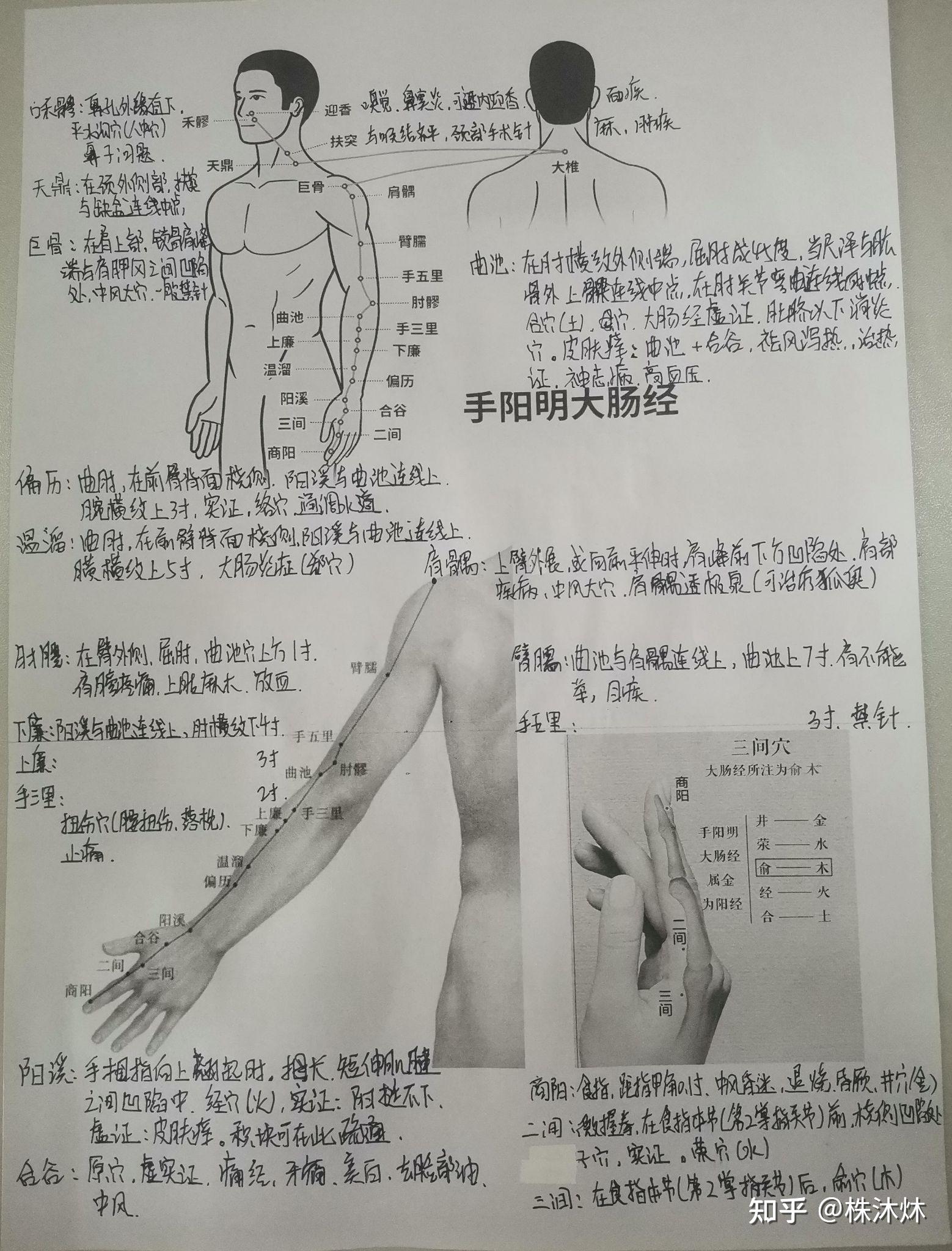 手阳明大肠经位置图图片