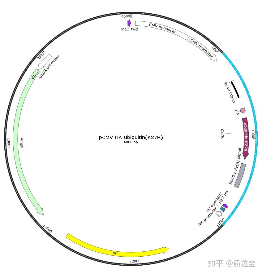 人源泛素化相关质粒