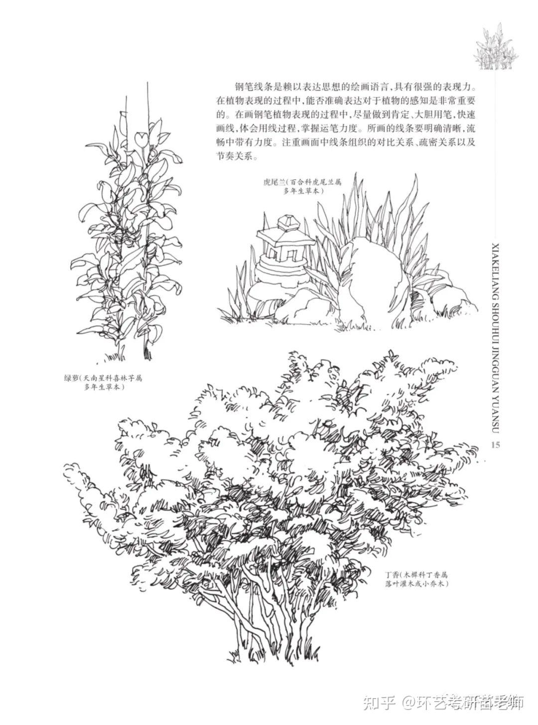 500种景观植物手绘临摹合集