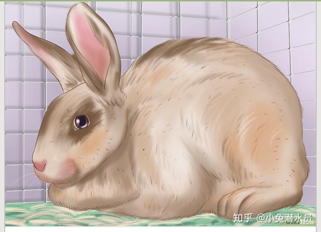【养兔知识】兔兔属于什么科 怀孕周期多长 是夜猫子吗 有家庭观念吗 为什么会假孕？ - 哔哩哔哩