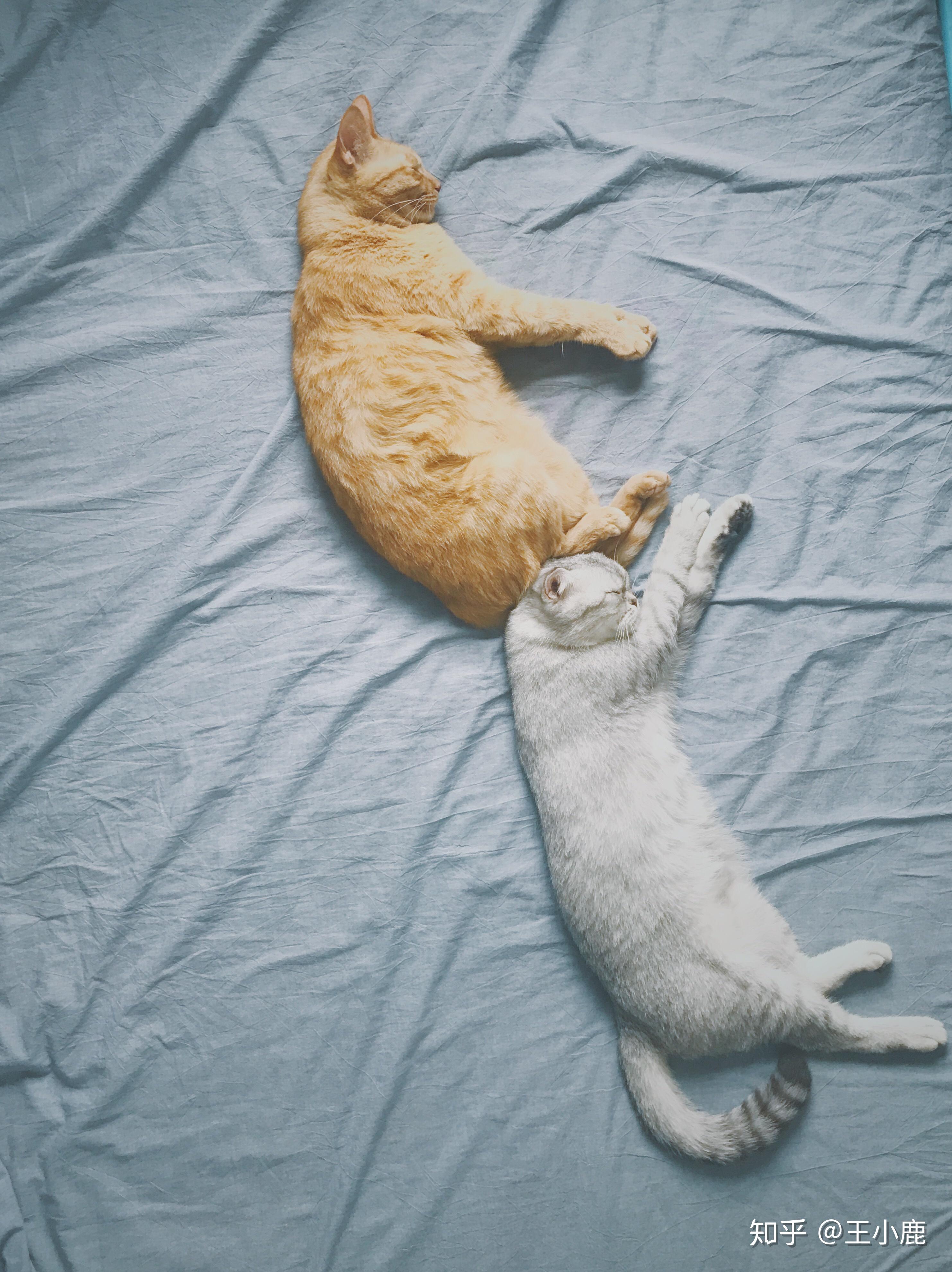 猫奴们可以用图片或者小视频展示一下吸猫的日常吗