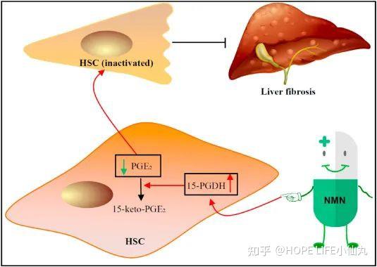 清華大學研究團隊nmn為抑制肝纖維化提供新機會