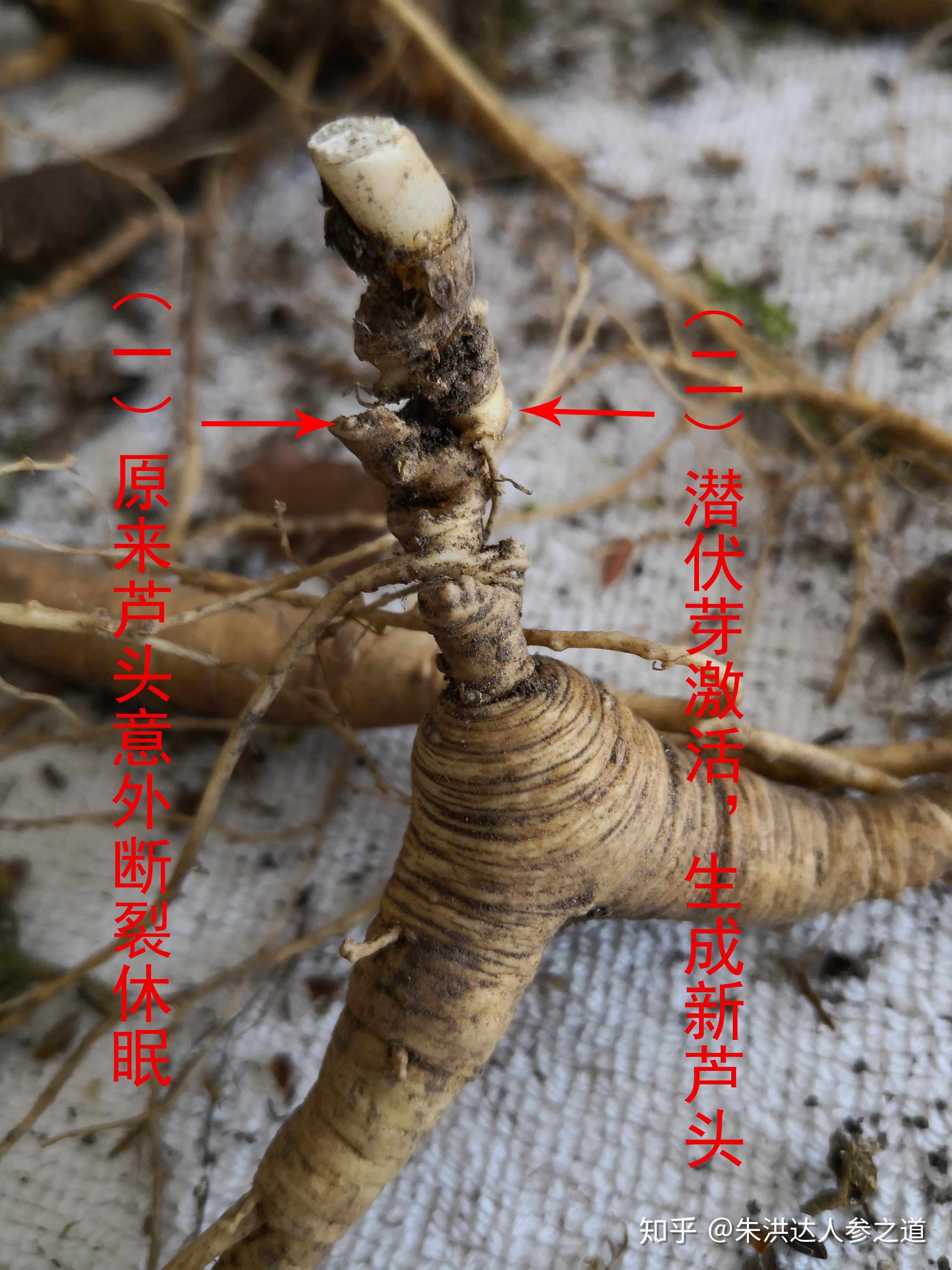 野生人参真的会自己跑吗?