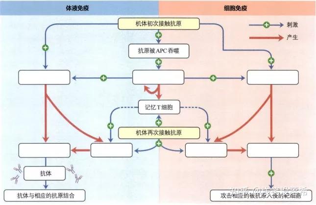 42特异性免疫2新教材选一优质课件