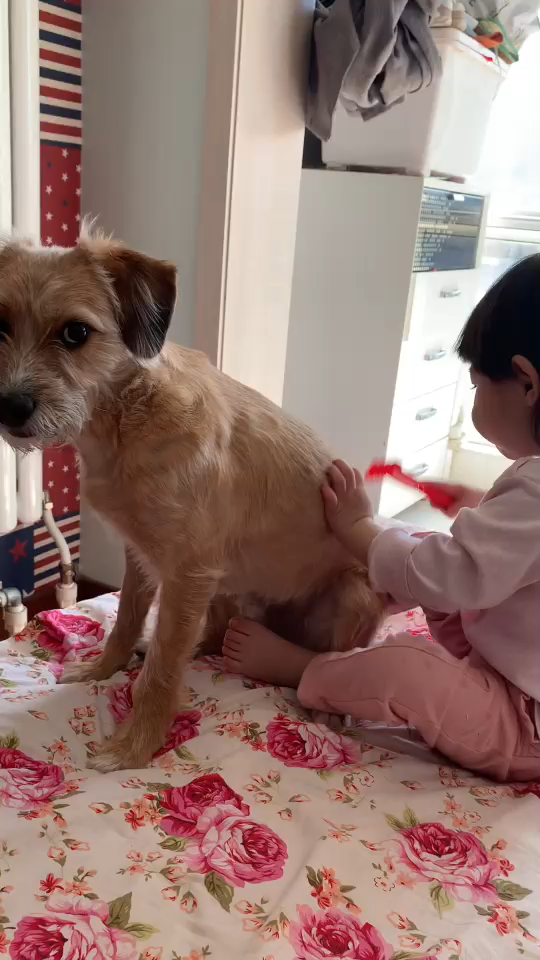 狗对婴儿有忍耐力吗?为什么?