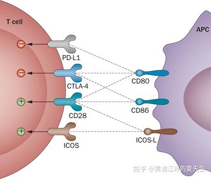 TIGIT靶点概况与研发动态 - 知乎