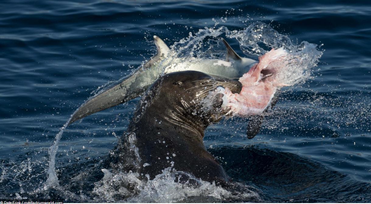 明明能嘴撕鲨鱼偏要向人类低头哈腰讨鱼吃这是哪来的吃货