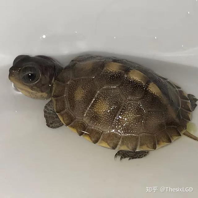 经久流传的浅水过背养龟大法到底是不是正确的养龟方法