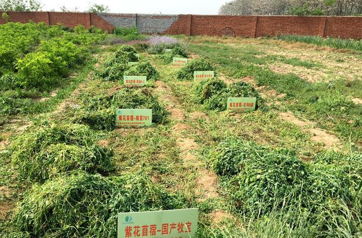 常见的牧草紫花苜蓿是否应该大力推广到人类的餐桌 以降低消费敏感人群的食品支出 知乎