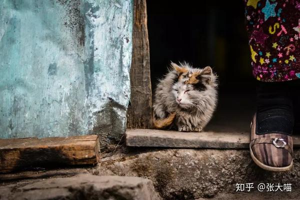 这么多流浪猫 流浪狗过不了冬 你的这些举动或许可以救它们 知乎