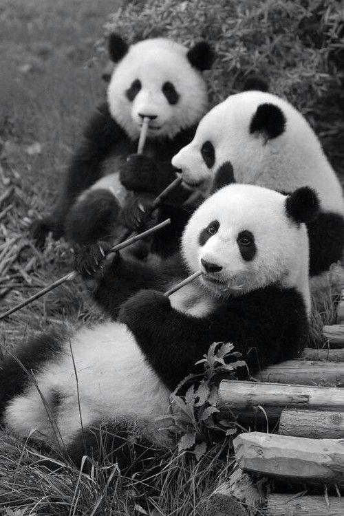 铁铁们,能发几张熊猫的可爱图片吗?谢谢铁铁 ? 