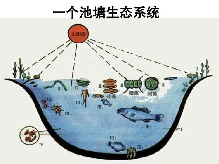 高三生物-生态系统及其稳定性 - 知乎