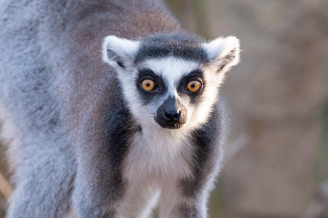 环尾狐猴 | 物种科普