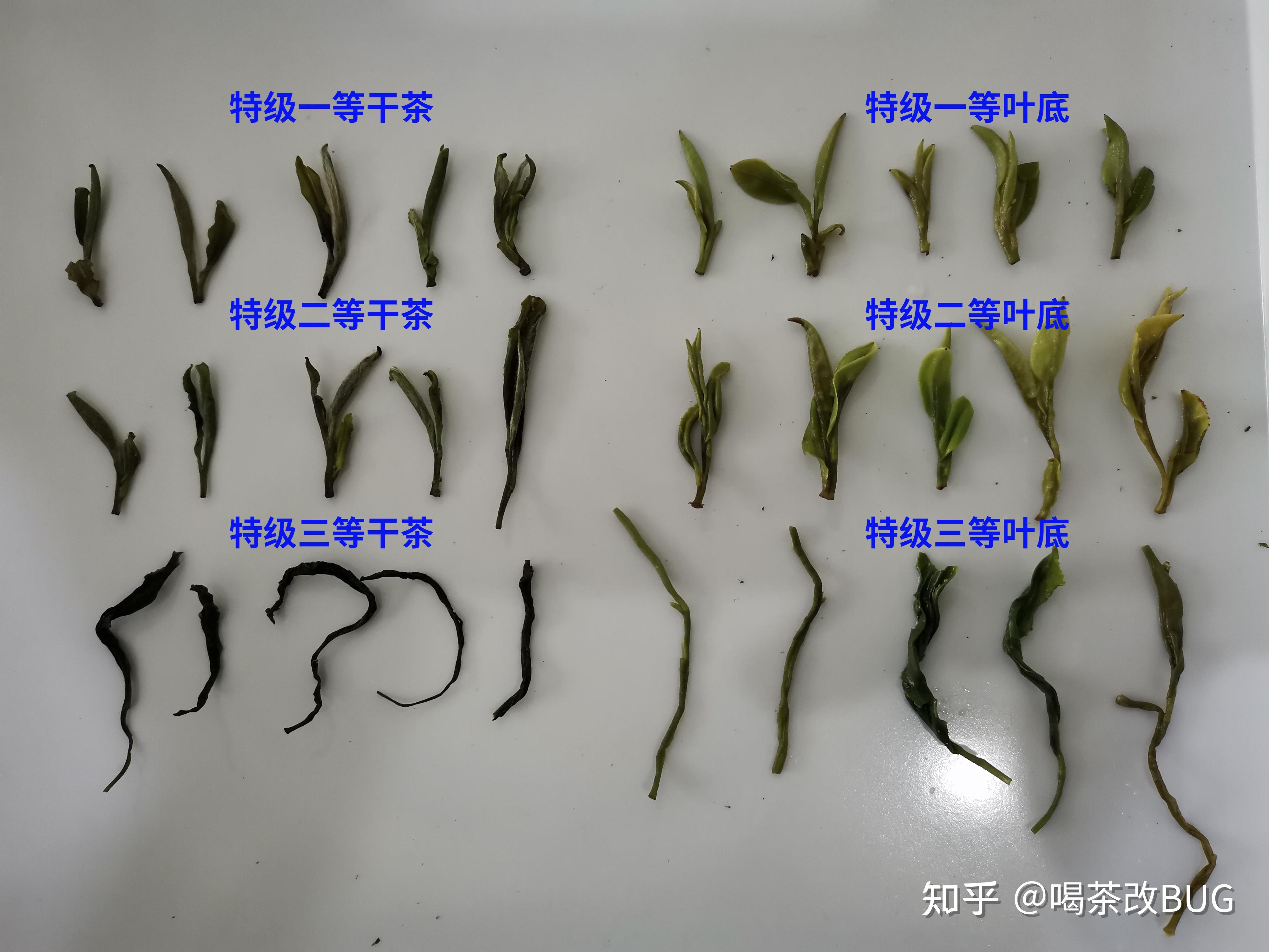 绿茶有哪些品种龙井安吉白茶黄山毛峰恩施玉露信阳毛尖碧螺春哪个好喝