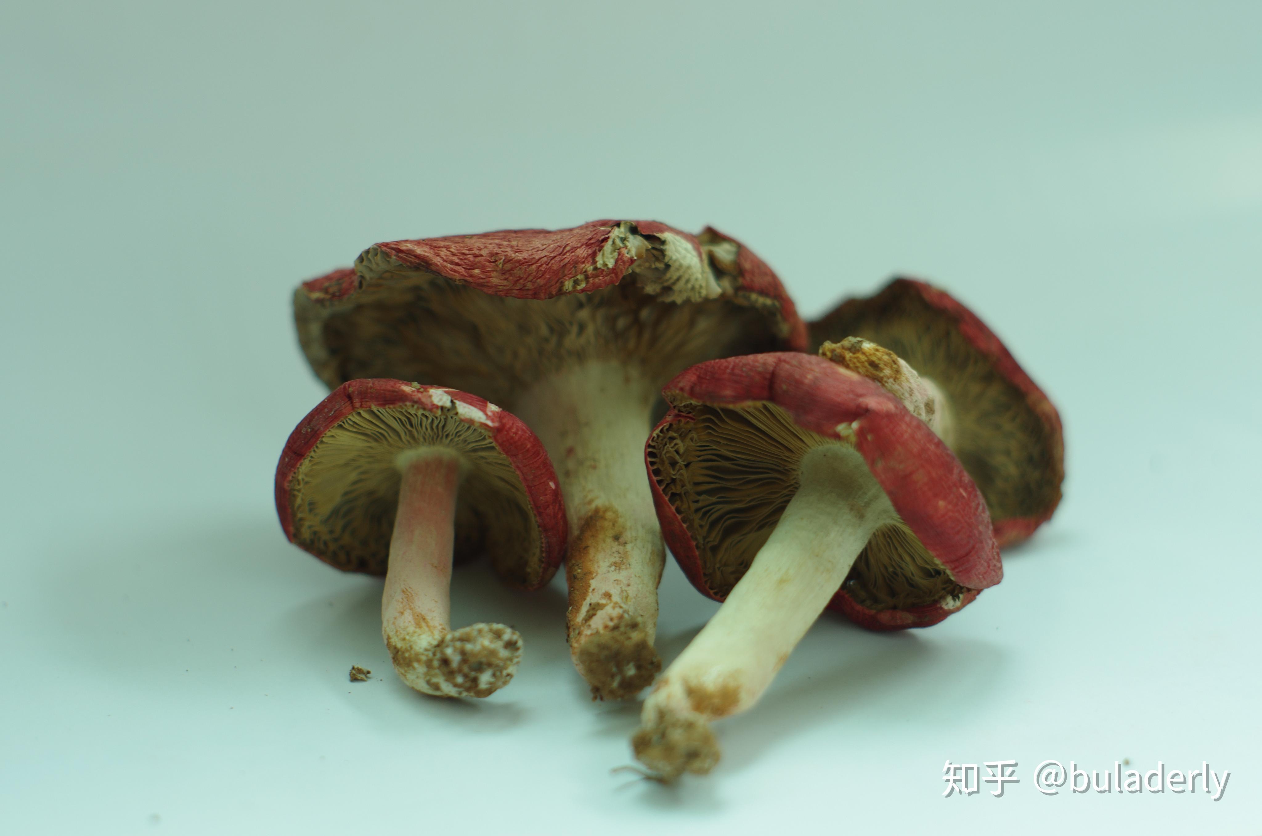 福建武夷山红菇 正红大中小红菇干货红蘑菇散装500g 食用菌批发-阿里巴巴