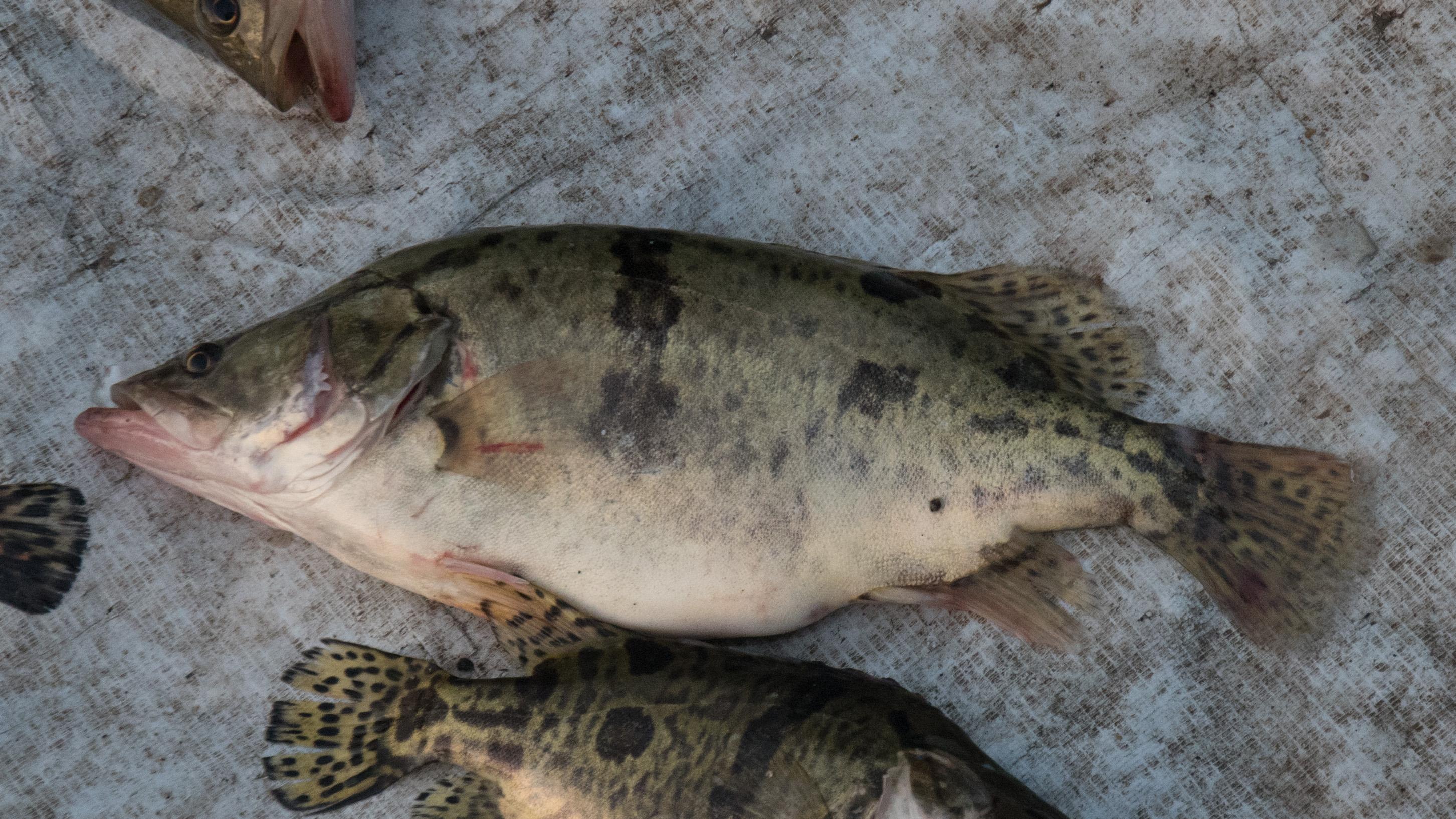 北京市新規並未禁食人工合法養殖的任何魚類