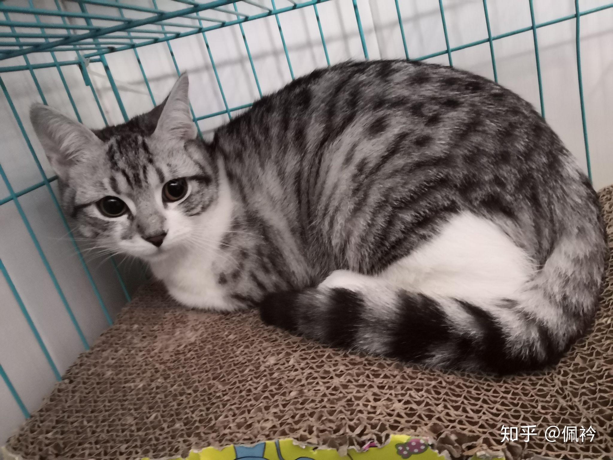 美短和暹罗的宝宝会是什么样 我好好奇啊? - 知乎