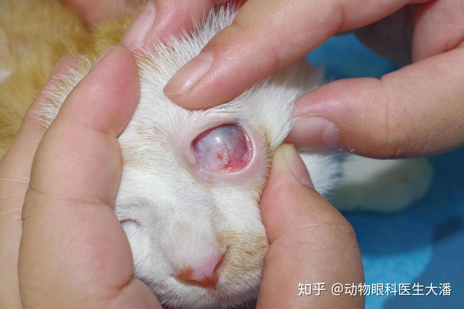 猫咪眼睛里面有个白色的膜,而且总流眼泪,这个怎么治啊!求助求助!