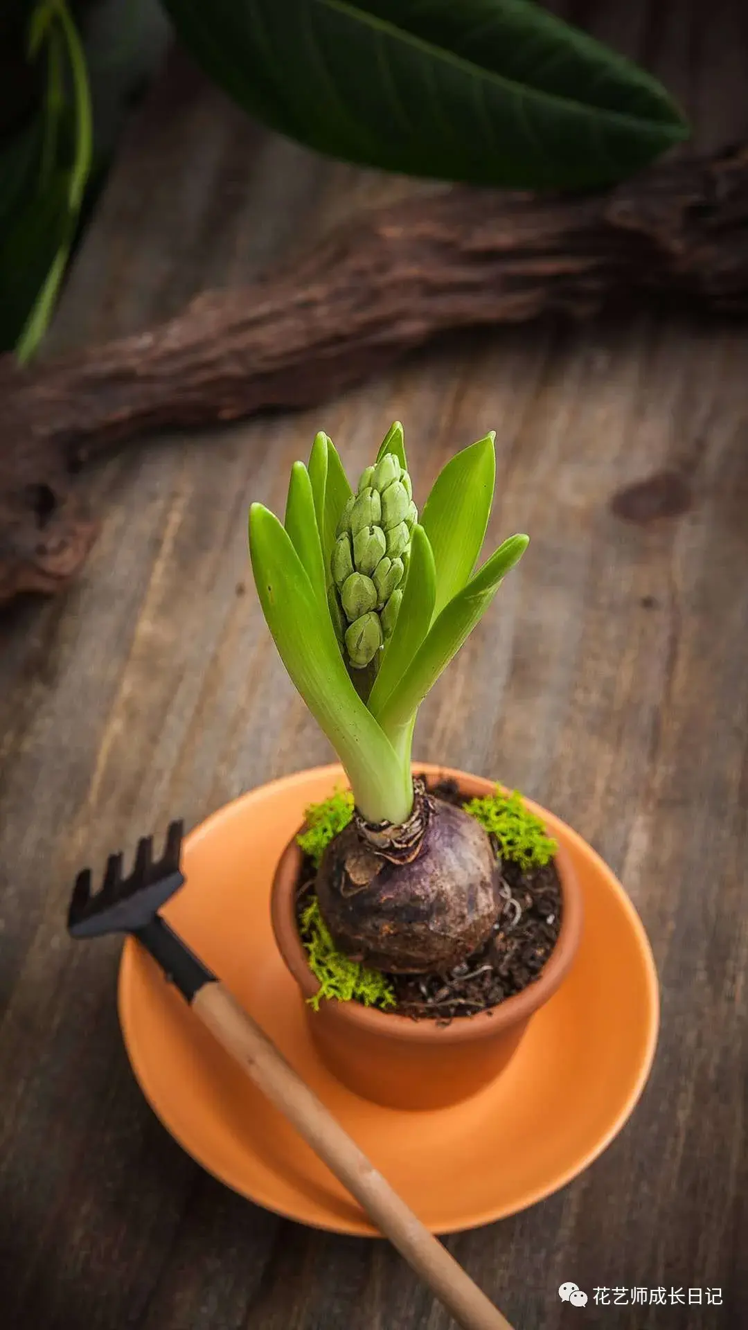 康乃馨特辑健康长寿必选红丝绒康乃馨