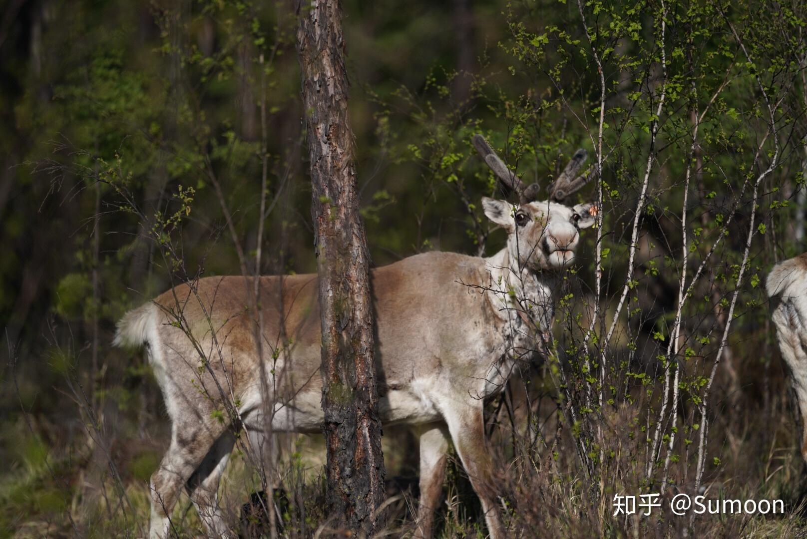 鄂温克族维佳图片