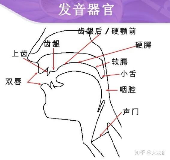 【语航干货】意大利语弹舌R的诀窍,千万别错过! - 知乎