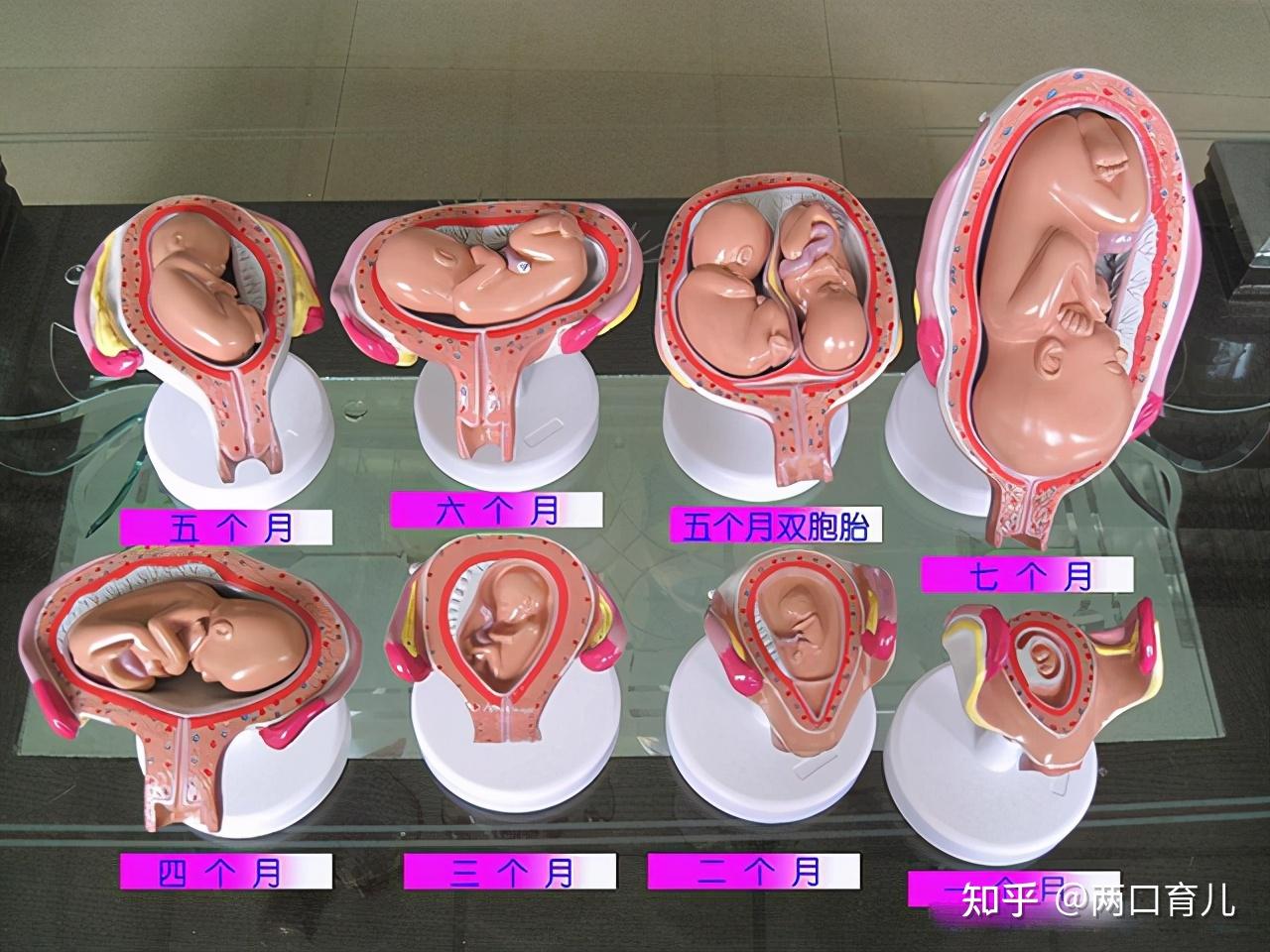 怀孕5个月胎儿真实图片（怀孕5个半月做四维彩超，看到胎儿咧嘴微笑，孕妇既惊喜又惊讶） | 说明书网