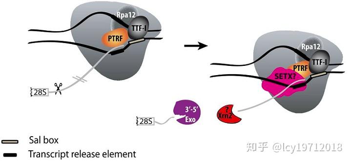 转录的多种终止机制 - 知乎