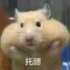 一只小熊