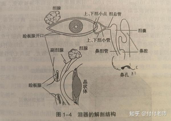 了解一下，泪器 - 知乎