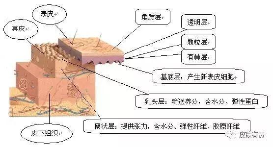【小课堂】激素依赖性皮炎 - 知乎