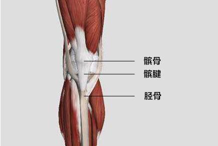 教你搞定 髌腱炎 还在等什么 知乎