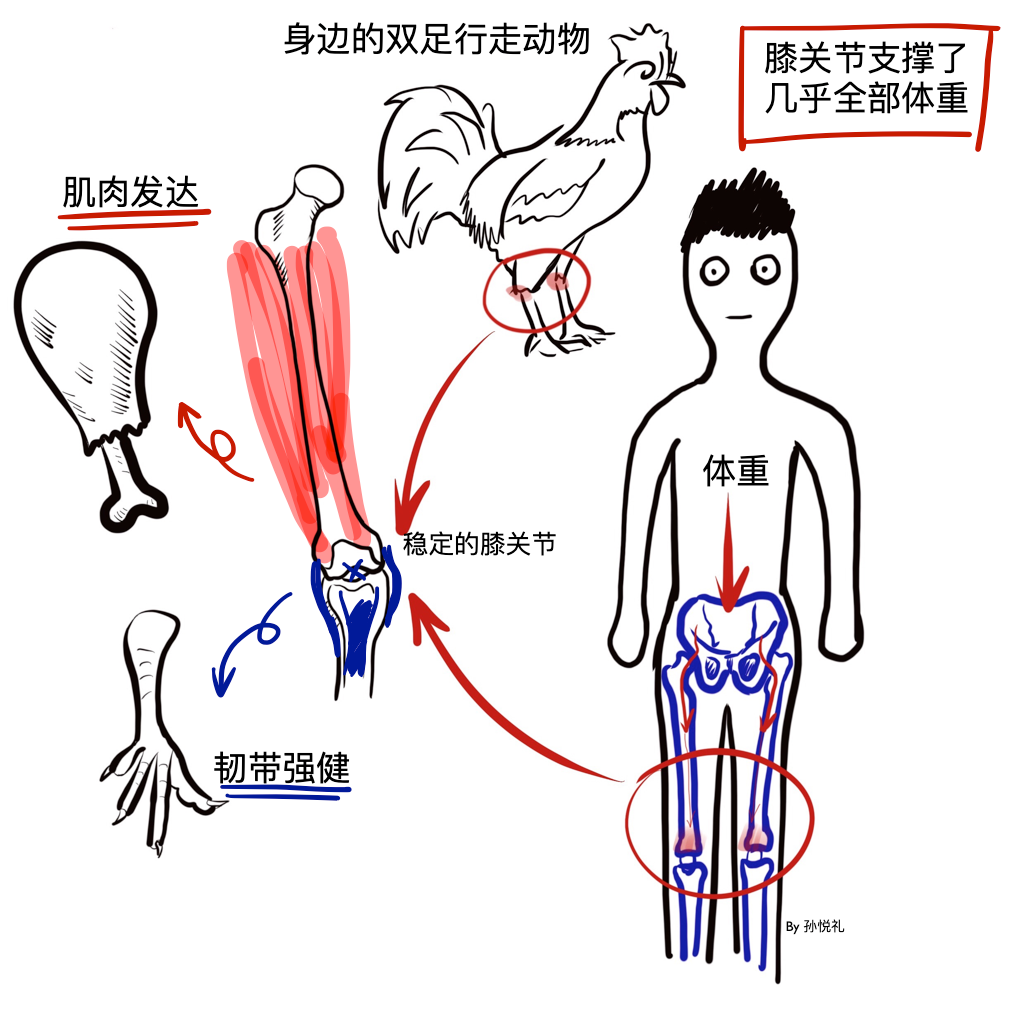 动态稳定系统负责关节活动的肌肉,膝盖的稳定依靠两大系统:动态稳定