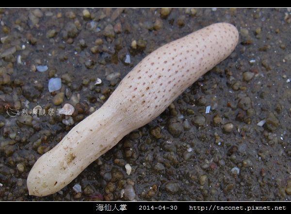 请帮我看一下这个水生生物是什么摸过的地方会发光海玉米海黄瓜