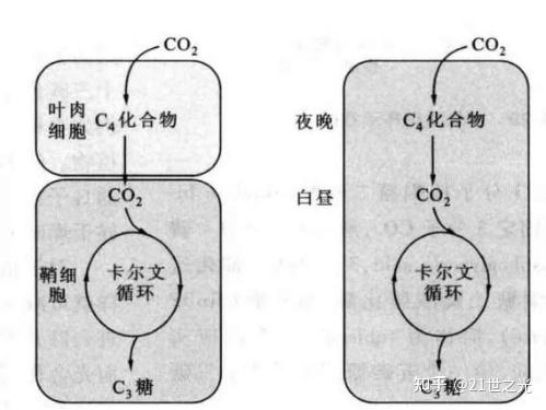 所有植物都能进行卡尔文循环吗