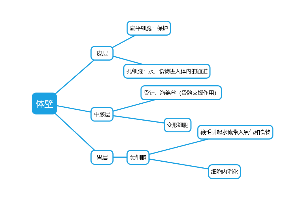 胚层逆转图片