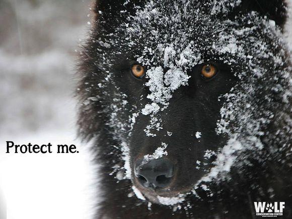 带你从零基础认识狼 知乎