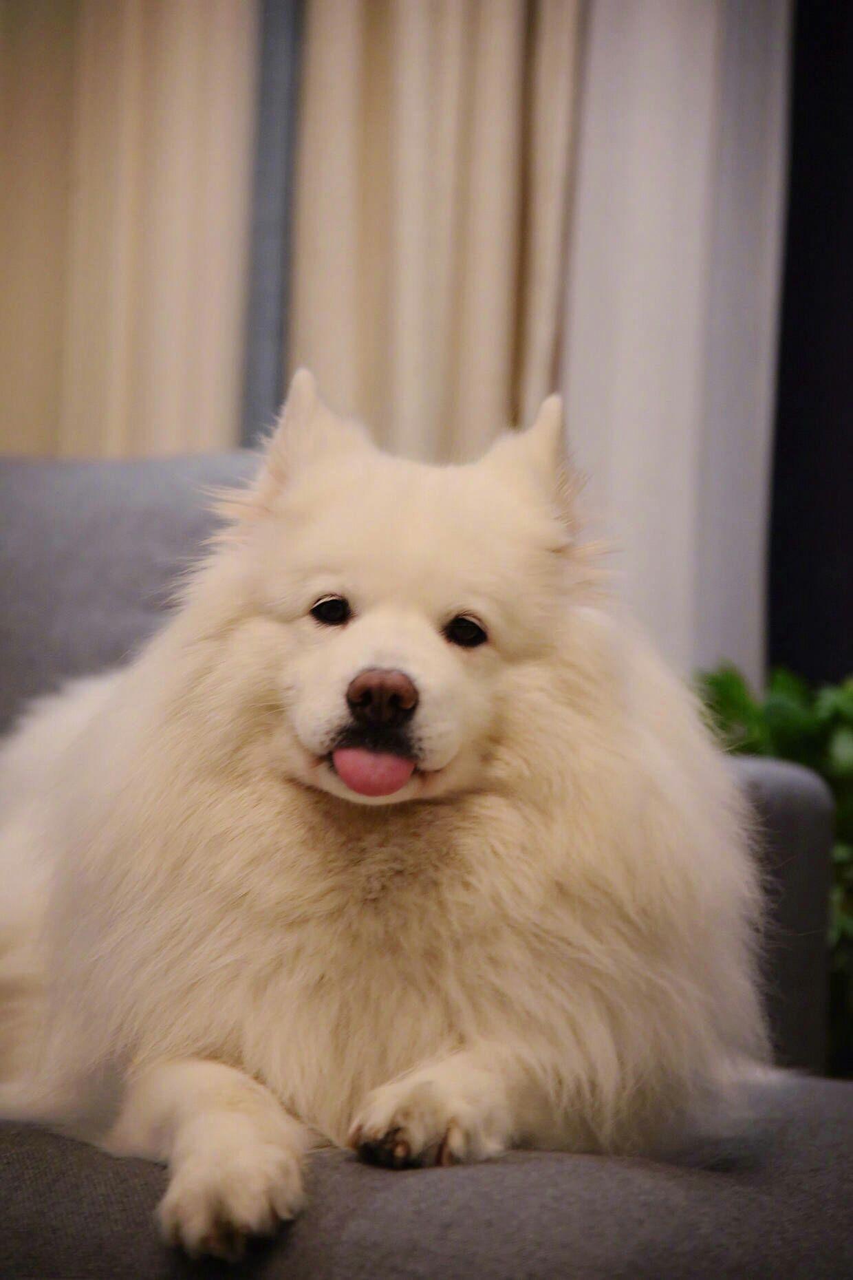 网络小说作者出现断更、太监的原因和心理状态