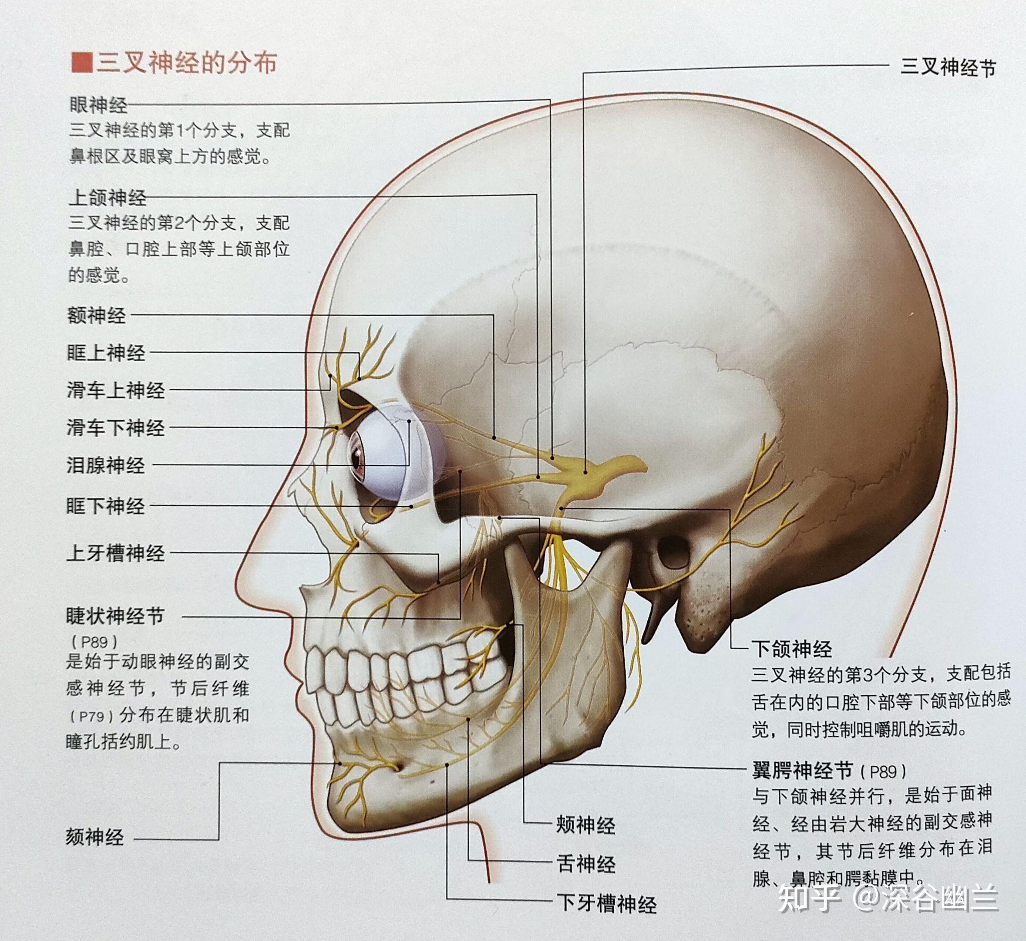 下颌舌骨肌和舌骨舌肌图片