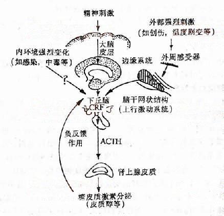性外激素 zhuanlan.zhihu.com