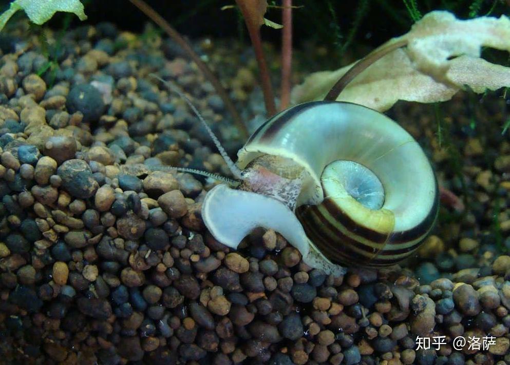 草缸常用的观赏螺有哪些?