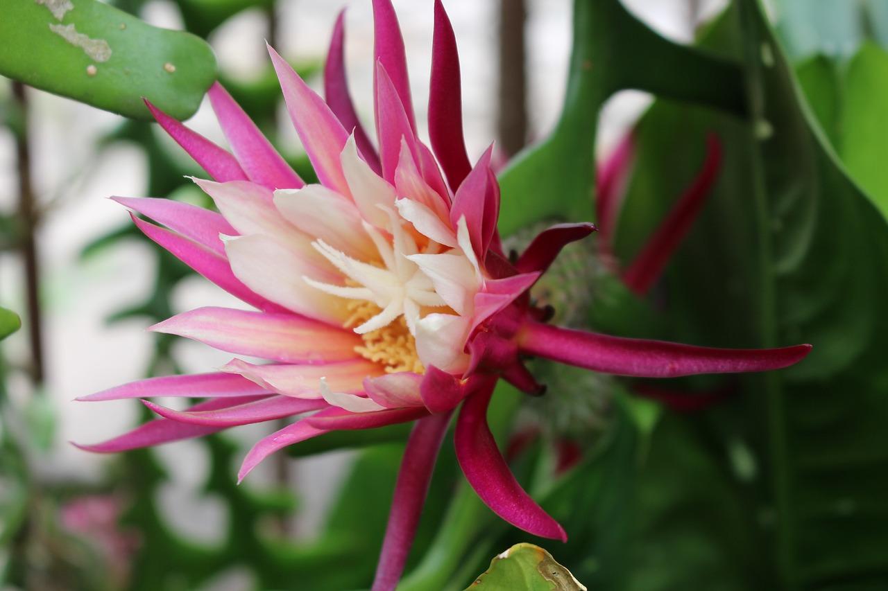 3. 种子播种步骤