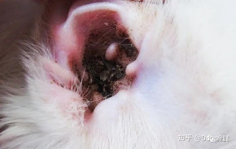 猫咪耳朵里的耳螨图片