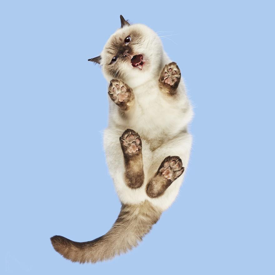 有没有特别可爱的猫爪子的图片啊