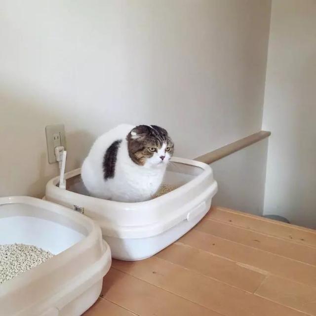 猫咪便秘居然会导致死亡 在家省钱治猫病系列 知乎 猫咪便秘居然会导致死亡 在家省钱治猫病系列 知乎