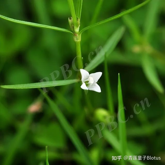 白花蛇舌草 - 知乎
