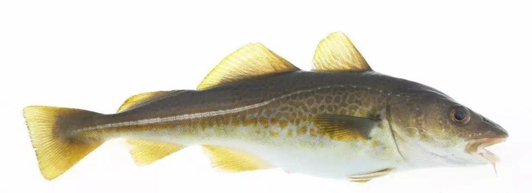 另外两种是太平洋鳕鱼和格陵兰鳕鱼.