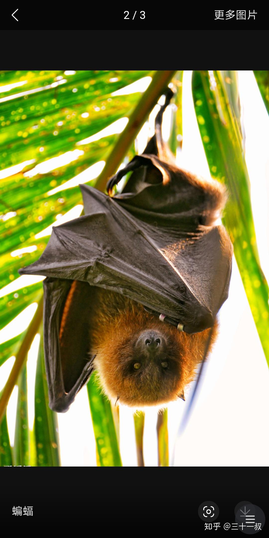 蝙蝠和老鼠到底有没有关系?